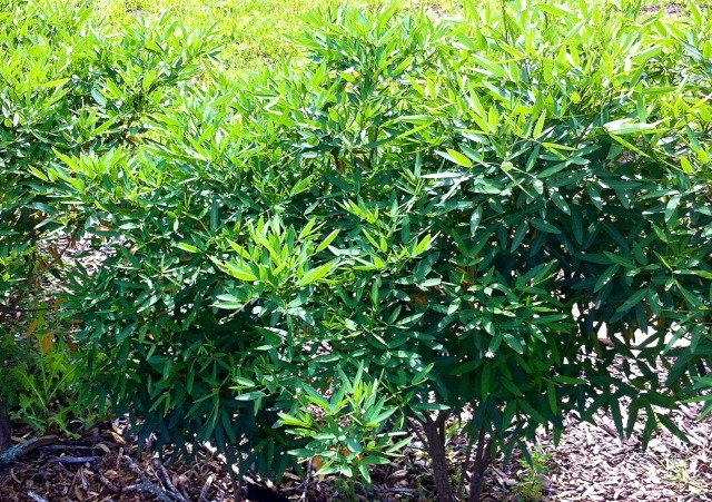 2012/00(Landscaping)/640x480_2012-03-30-6607 Conifer Cove-40.jpg